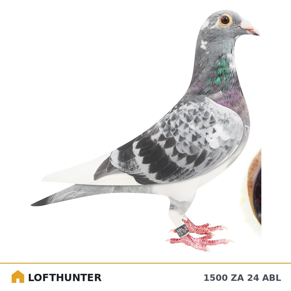 Christiano Linebred Cock Bird