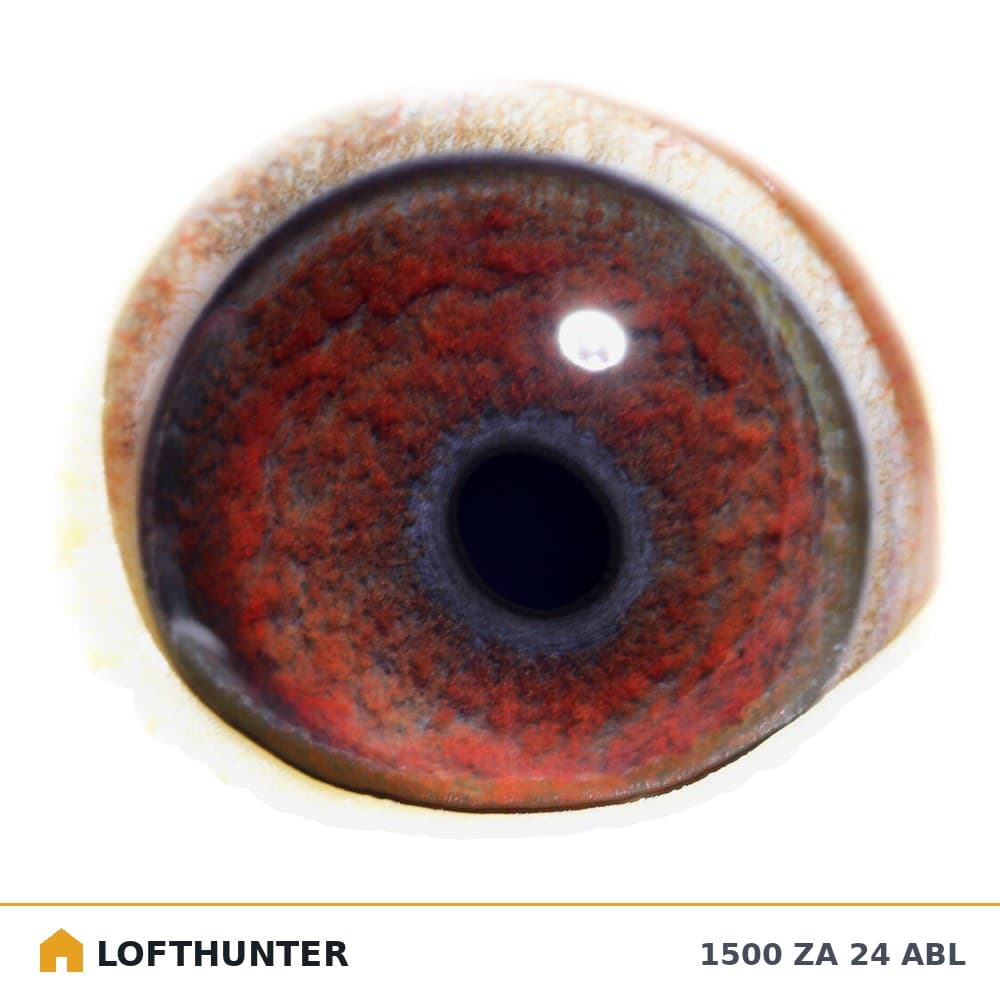 Christiano Linebred Cock Eye
