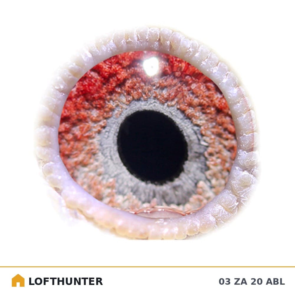 Golden Carelly Cock Eye