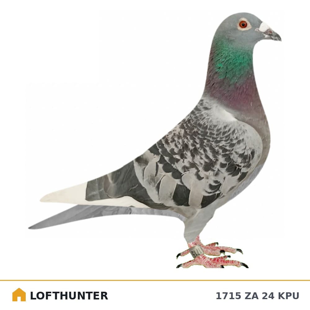 Tippitop Bird