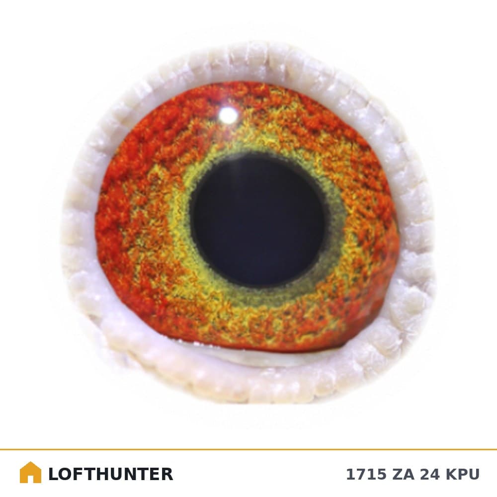 Tippitop Eye