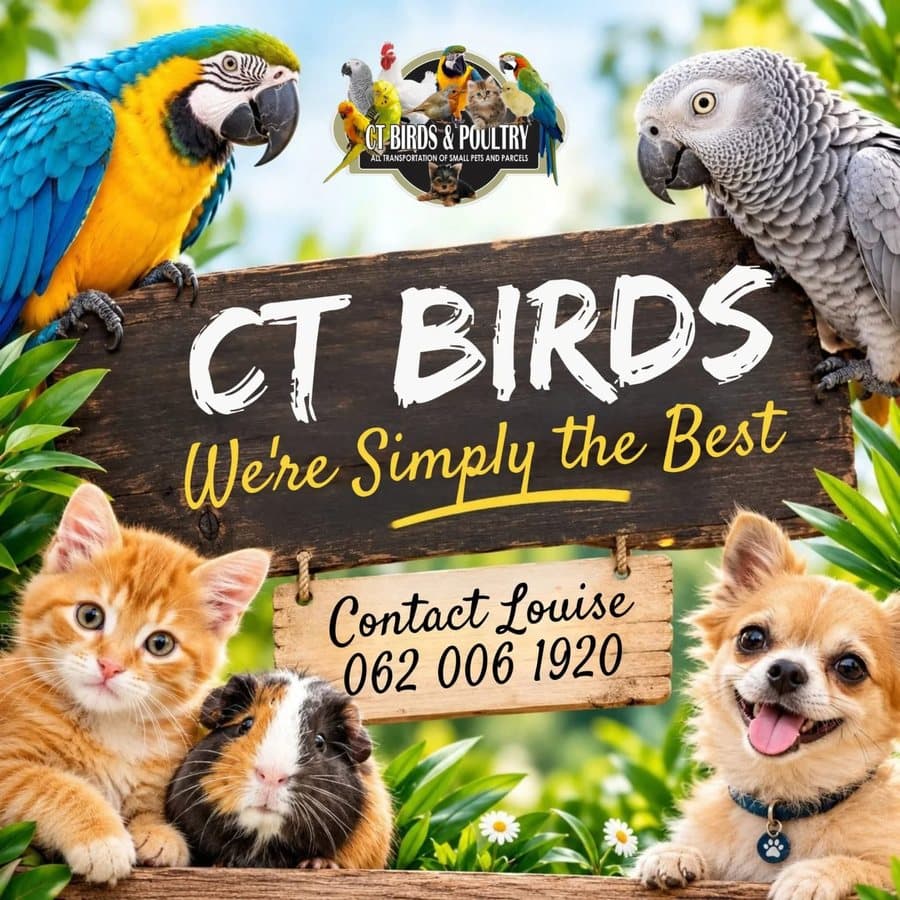CT Birds: Simply the best