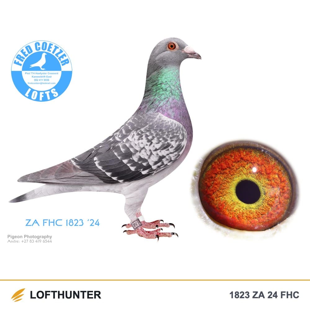 1823 ZA 24 FHC